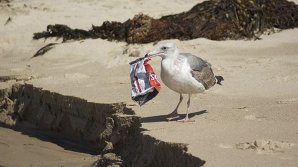 Studiu: Păsările marine evită turbinele eoliene din larg mai mult decât se credea anterior