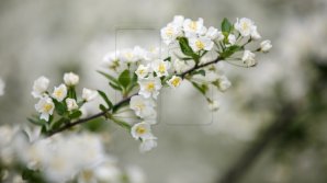 Creştinii ortodocşi sărbătoresc astăzi Floriile