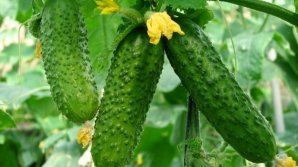 Un fermier din Criuleni cultivă castraveţi fără nitraţi. Producătorul agricol va scoate în vânzare legumele de săptămâna viitoare