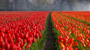 Paradisul florilor în Ucraina. 300.000 de lalele olandeze au înflorit în Herson (VIDEO)