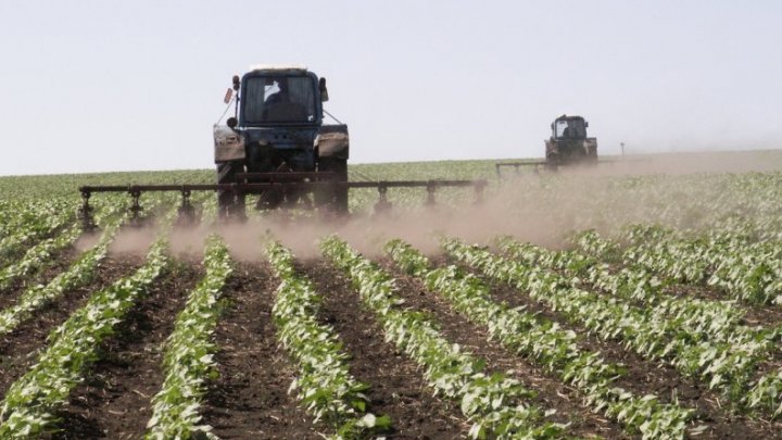 Business profitabil pe bani europeni. Un student din Ștefan Vodă şi-a deschis o afacere în domeniul agriculturii