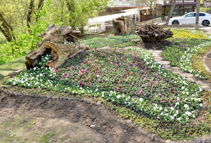 Silvia Radu: Floricelele din covorul de flori sunt deja plantate. Haideți să avem grijă de ele și să le păstrăm (FOTO)