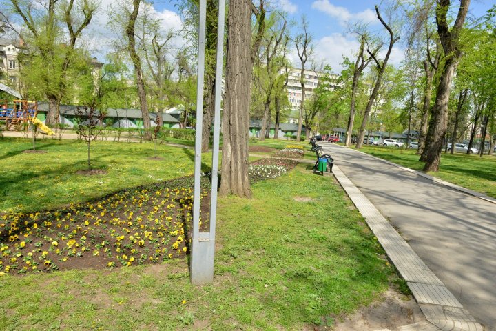 Silvia Radu: Floricelele din covorul de flori sunt deja plantate. Haideți să avem grijă de ele și să le păstrăm (FOTO)