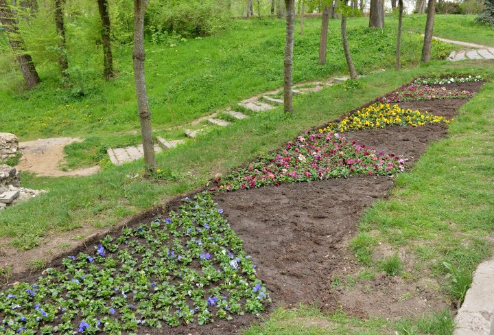 Silvia Radu: Floricelele din covorul de flori sunt deja plantate. Haideți să avem grijă de ele și să le păstrăm (FOTO)