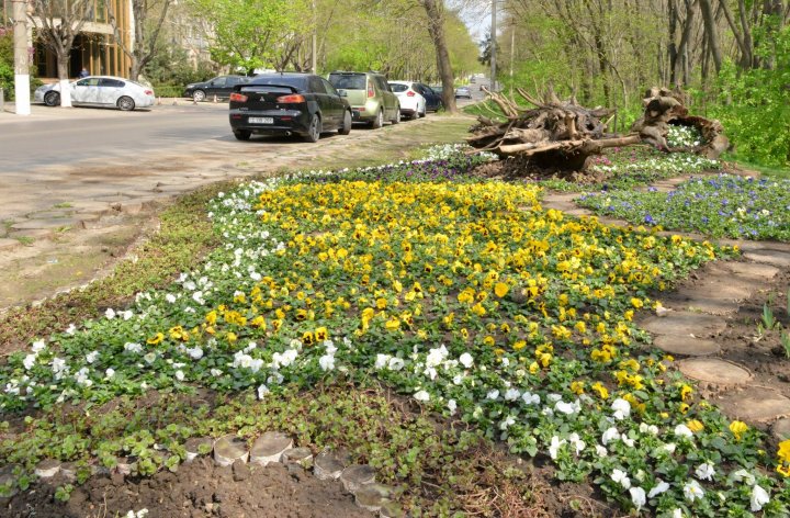 Silvia Radu: Floricelele din covorul de flori sunt deja plantate. Haideți să avem grijă de ele și să le păstrăm (FOTO)
