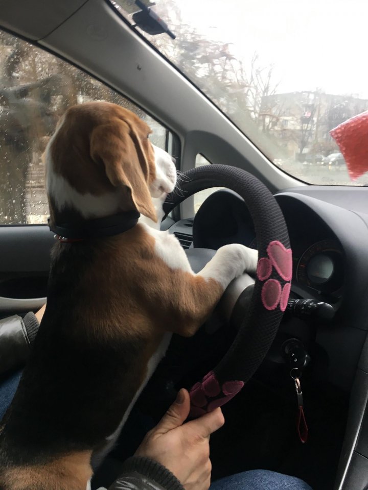 Așa ceva nu ai mai văzut. Un câine la volanul unui automobil pe o stradă din Chișinău (FOTO/VIDEO)