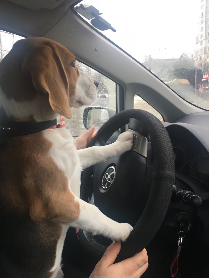 Așa ceva nu ai mai văzut. Un câine la volanul unui automobil pe o stradă din Chișinău (FOTO/VIDEO)