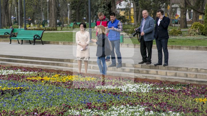 Ultima zi când mai poţi admira covorul de viole din centrul Capitalei. Ce se va întâmpla cu florile