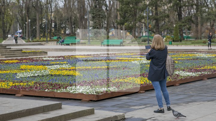 Ultima zi când mai poţi admira covorul de viole din centrul Capitalei. Ce se va întâmpla cu florile