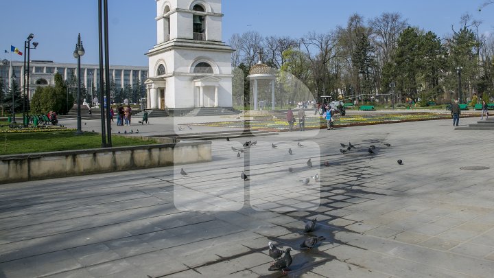 Silvia Radu: Covor din flori autentic moldovenesc, amenajat în Scuarul Catedralei. Ar fi frumos să avem o tradiţie (FOTO)