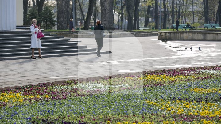 Covor imens din flori în Scuarul Catedralei din Chişinău. Locuitorii Capitalei, IMPRESIONAŢI: O frumuseţe deosebită