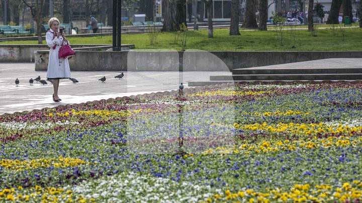 Ultima zi când mai poţi admira covorul de viole din centrul Capitalei. Ce se va întâmpla cu florile