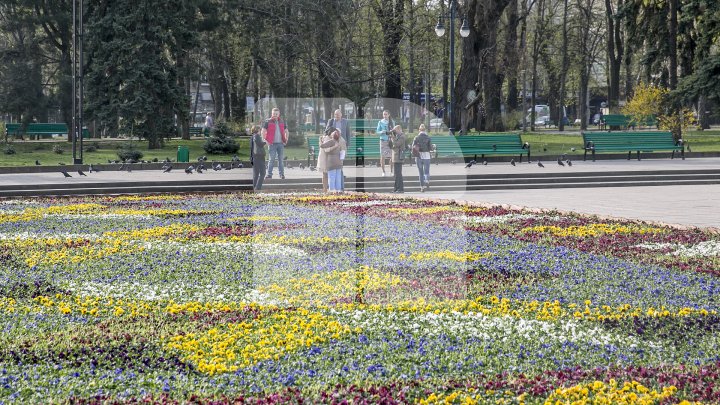 Silvia Radu: Covor din flori autentic moldovenesc, amenajat în Scuarul Catedralei. Ar fi frumos să avem o tradiţie (FOTO)