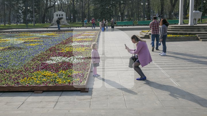 Silvia Radu: Covor din flori autentic moldovenesc, amenajat în Scuarul Catedralei. Ar fi frumos să avem o tradiţie (FOTO)