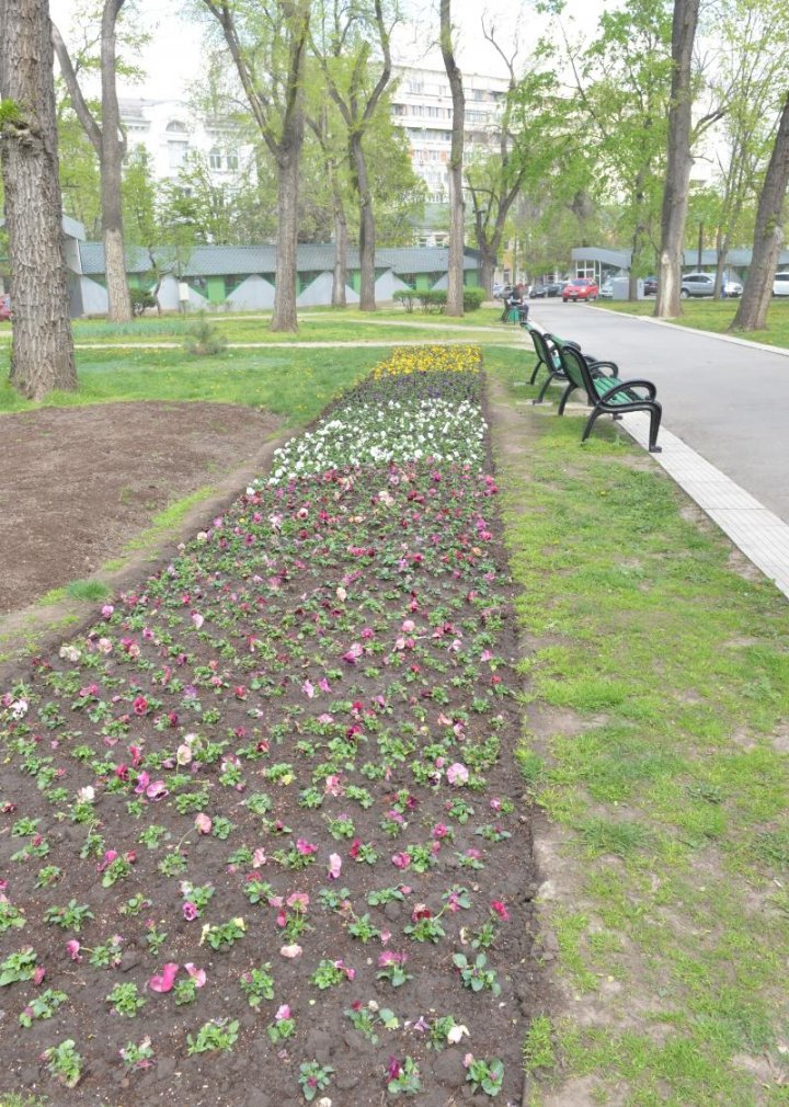 Silvia Radu: Floricelele din covorul de flori sunt deja plantate. Haideți să avem grijă de ele și să le păstrăm (FOTO)