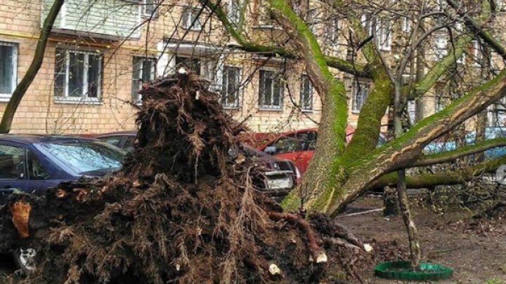 O FURTUNĂ DEVASTATOARE a făcut prăpăd în Moscova: Morţi, răniţi, copaci smulşi din rădăcini şi maşini avariate (FOTO)