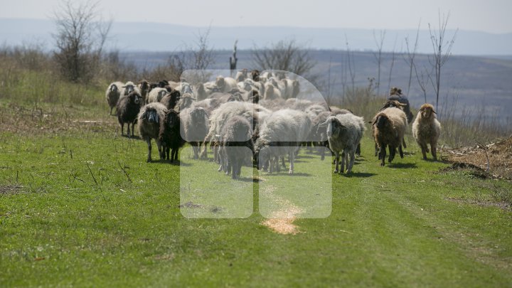 Prima stână de oi administrată de o femeie din Moldova