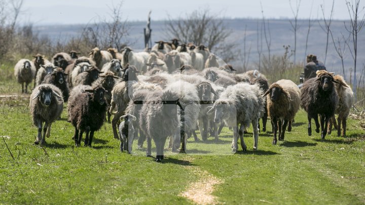 Prima stână de oi administrată de o femeie din Moldova