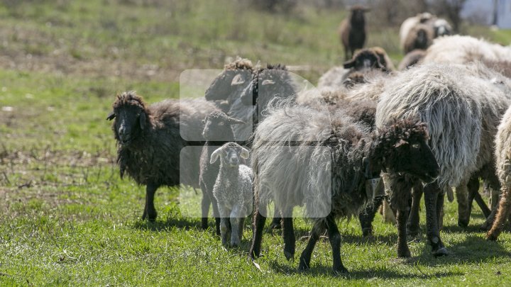 Prima stână de oi administrată de o femeie din Moldova