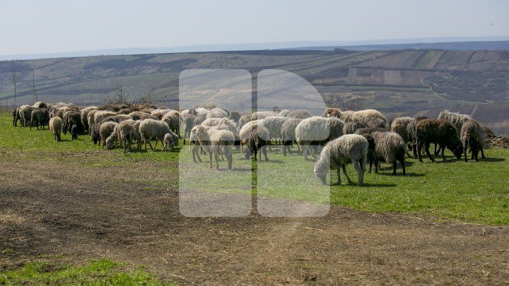 Prima stână de oi administrată de o femeie din Moldova