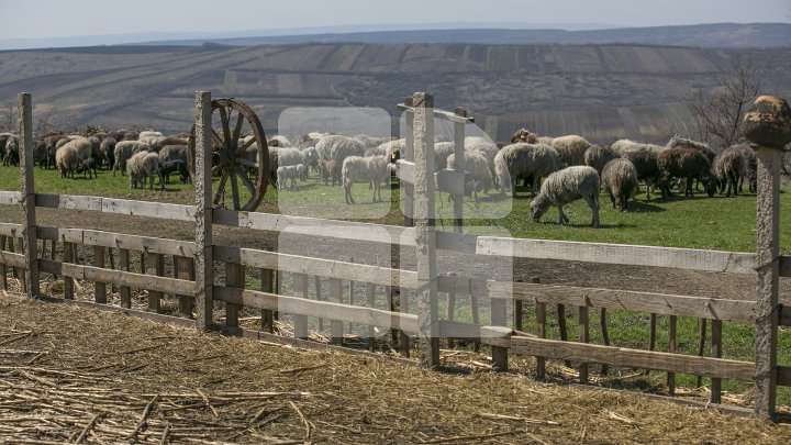 Prima stână de oi administrată de o femeie din Moldova