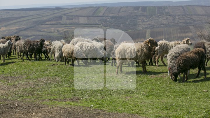 Prima stână de oi administrată de o femeie din Moldova