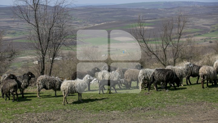 Prima stână de oi administrată de o femeie din Moldova