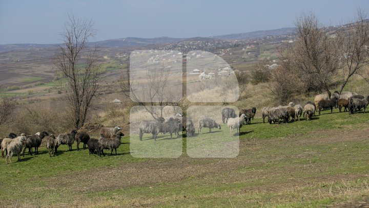 Prima stână de oi administrată de o femeie din Moldova