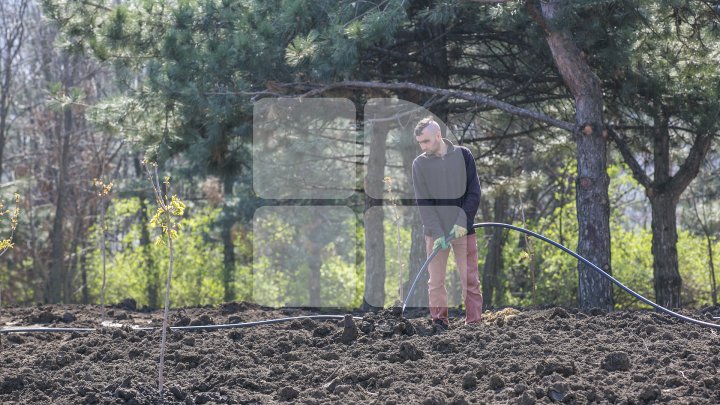 Chişinăul, un oraş mai verde! În sectorul Botanica al Capitalei au fost plantaţi 150 de arţari (FOTOREPORT/VIDEO)