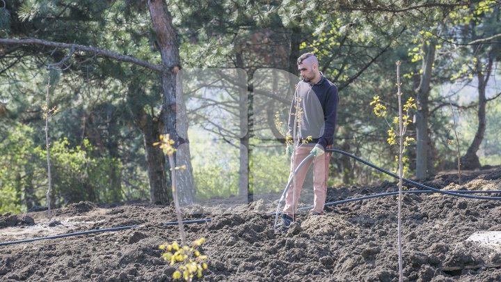 Chişinăul, un oraş mai verde! În sectorul Botanica al Capitalei au fost plantaţi 150 de arţari (FOTOREPORT/VIDEO)