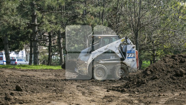 Chişinăul, un oraş mai verde! În sectorul Botanica al Capitalei au fost plantaţi 150 de arţari (FOTOREPORT/VIDEO)