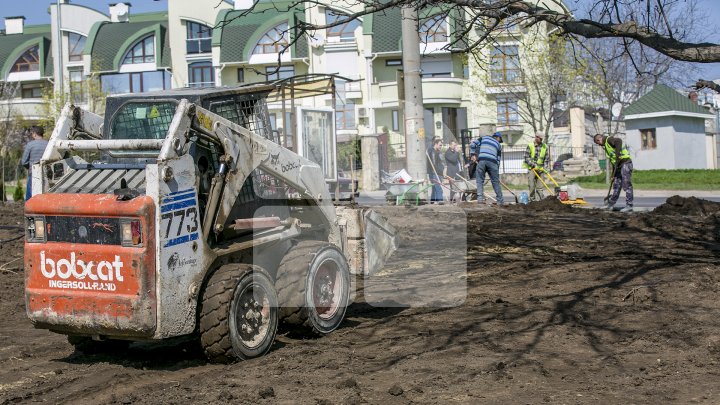 Chişinăul, un oraş mai verde! În sectorul Botanica al Capitalei au fost plantaţi 150 de arţari (FOTOREPORT/VIDEO)