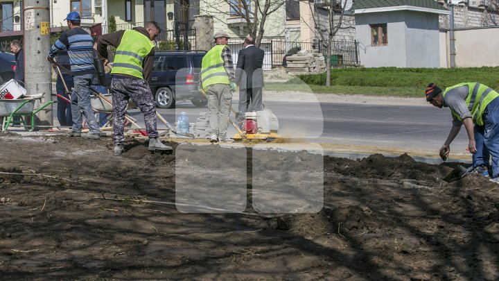 Chişinăul, un oraş mai verde! În sectorul Botanica al Capitalei au fost plantaţi 150 de arţari (FOTOREPORT/VIDEO)