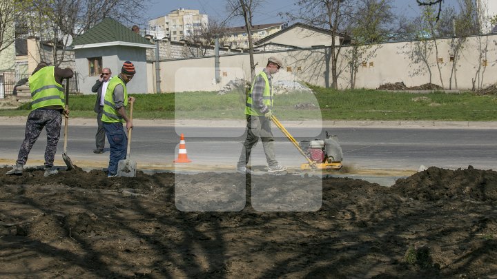 Chişinăul, un oraş mai verde! În sectorul Botanica al Capitalei au fost plantaţi 150 de arţari (FOTOREPORT/VIDEO)