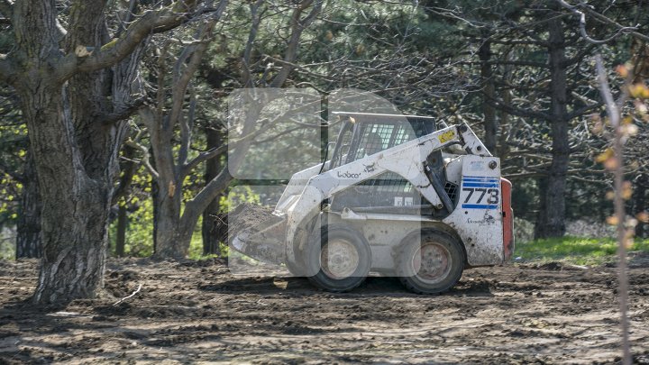 Chişinăul, un oraş mai verde! În sectorul Botanica al Capitalei au fost plantaţi 150 de arţari (FOTOREPORT/VIDEO)