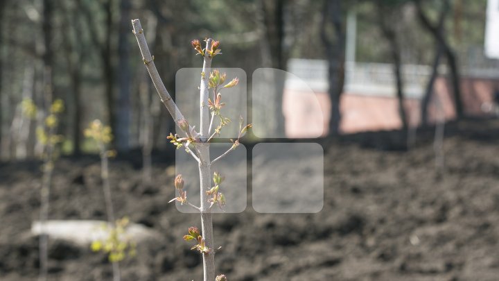 Chişinăul, un oraş mai verde! În sectorul Botanica al Capitalei au fost plantaţi 150 de arţari (FOTOREPORT/VIDEO)