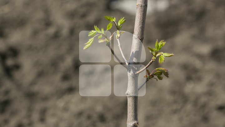 Chişinăul, un oraş mai verde! În sectorul Botanica al Capitalei au fost plantaţi 150 de arţari (FOTOREPORT/VIDEO)