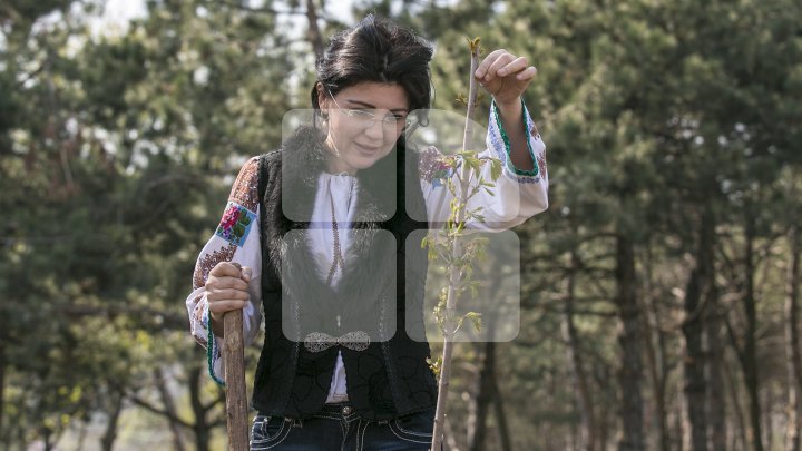 Chişinăul, un oraş mai verde! În sectorul Botanica al Capitalei au fost plantaţi 150 de arţari (FOTOREPORT/VIDEO)