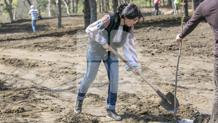 Chişinăul, un oraş mai verde! În sectorul Botanica al Capitalei au fost plantaţi 150 de arţari (FOTOREPORT/VIDEO)