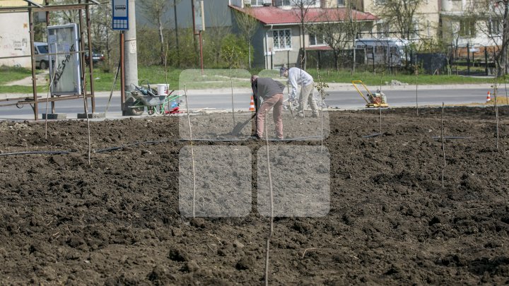 Chişinăul, un oraş mai verde! În sectorul Botanica al Capitalei au fost plantaţi 150 de arţari (FOTOREPORT/VIDEO)