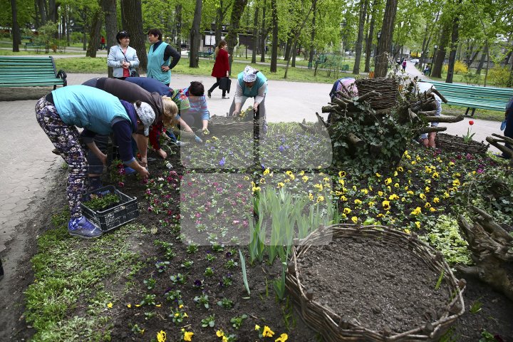 Parcurile din Capitală au prins culoare. În zonele verzi au fost plantate viole albe, galbene, violete şi roşii