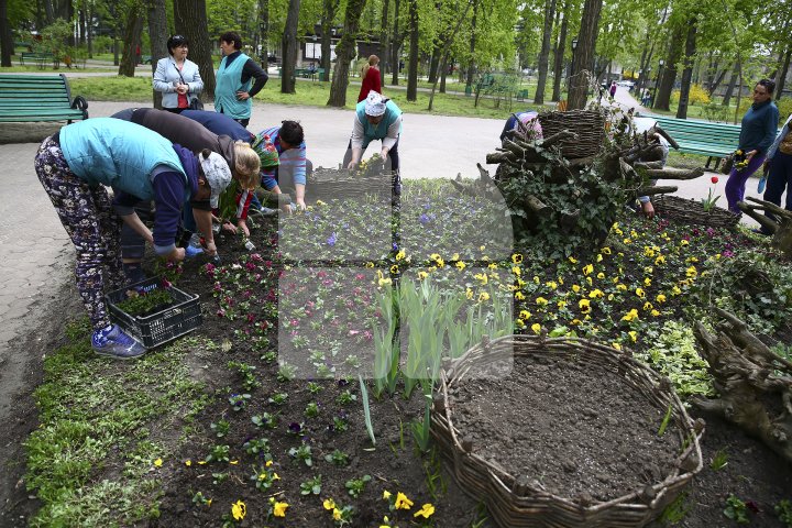 Parcurile din Capitală au prins culoare. În zonele verzi au fost plantate viole albe, galbene, violete şi roşii