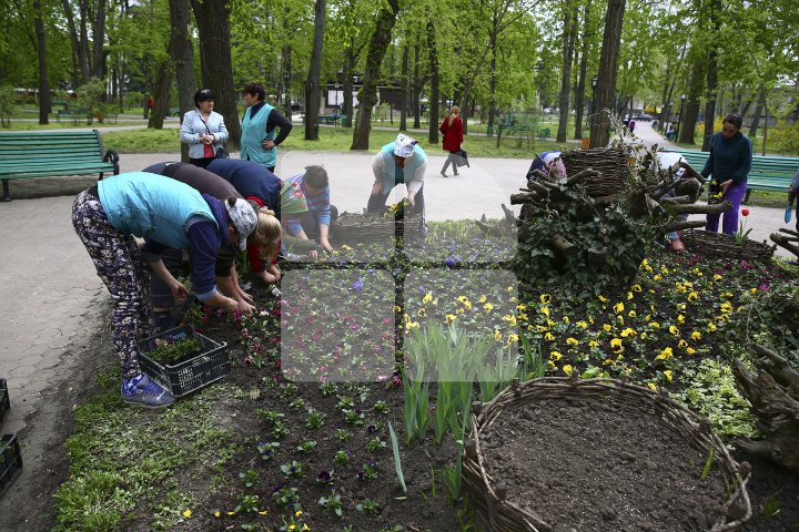 Parcurile din Capitală au prins culoare. În zonele verzi au fost plantate viole albe, galbene, violete şi roşii