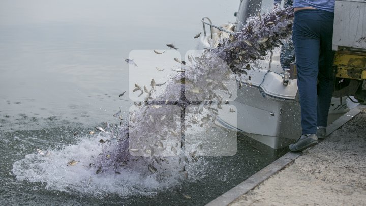 Lacul de lângă Holercani a fost populat cu peste patru tone de puiet. Ce peşte se va putea găsi în bazinul acvatic