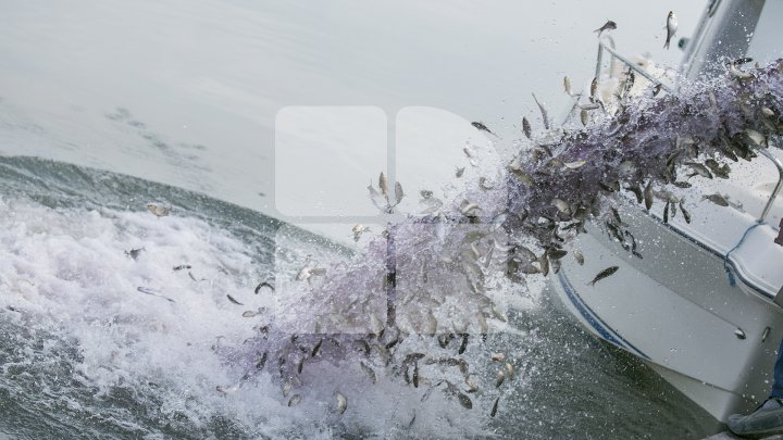 Lacul de lângă Holercani a fost populat cu peste patru tone de puiet. Ce peşte se va putea găsi în bazinul acvatic