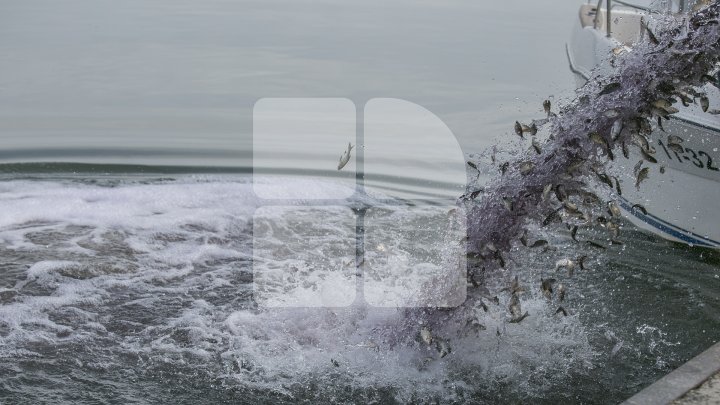 Lacul de lângă Holercani a fost populat cu peste patru tone de puiet. Ce peşte se va putea găsi în bazinul acvatic