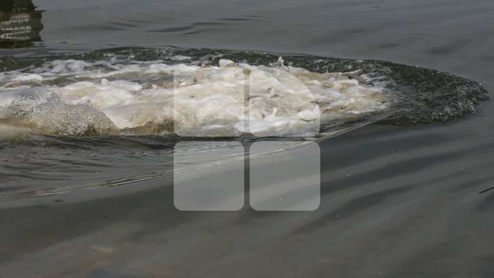 Lacul de lângă Holercani a fost populat cu peste patru tone de puiet. Ce peşte se va putea găsi în bazinul acvatic