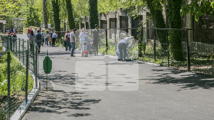 Grădina Zoologică se redeschide! Vizitatorii vor putea admira un pui de crocodil venit pe lume acum câteva zile (FOTOREPORT)