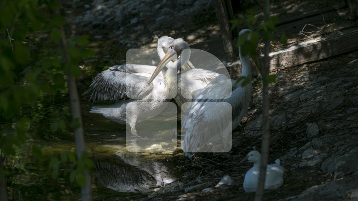 Grădina Zoologică se redeschide! Vizitatorii vor putea admira un pui de crocodil venit pe lume acum câteva zile (FOTOREPORT)