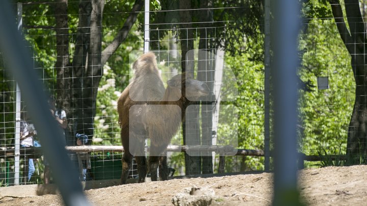 Mănâncă fructe îngheţate şi fac duş. Animalele de la ZOO din Chişinău, afectate de CANICULĂ (FOTO/VIDEO)